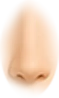 th_W-Nose_3.png